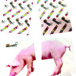 Memory mitades Fotografia Real (animales)